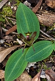 Chiloglottis valida Common Bird-orchid4